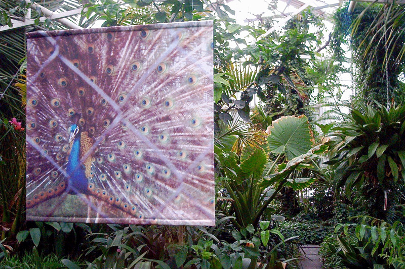 Return of The Peacock // Riikinkukon paluu, 2003. Digital print in the greenhouse of Ainola Park, Oulu
